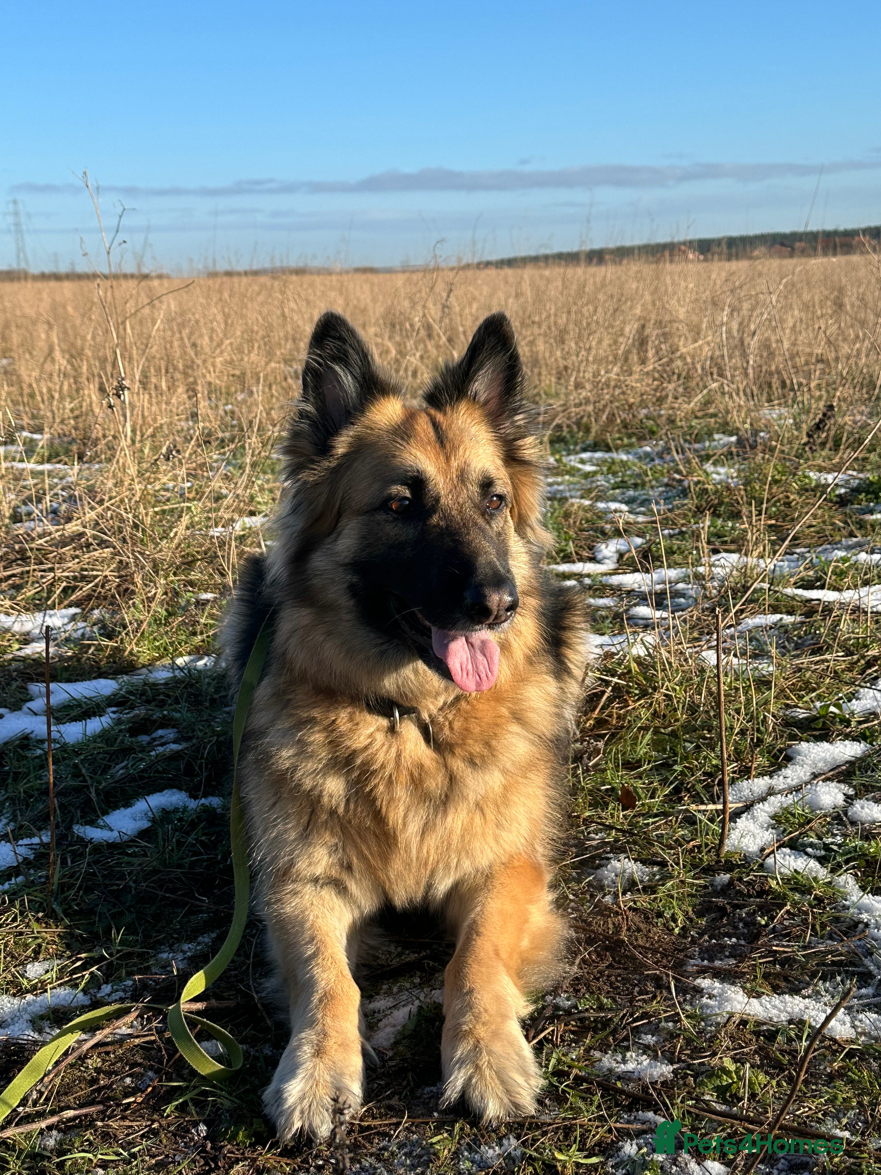 German Shepherd dogs ❄️  **  Home Wanted for Mia ❄️ - Advert 13