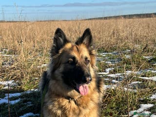 German Shepherd dogs ❄️ ** Home Wanted for Mia ❄️ - Advert 4