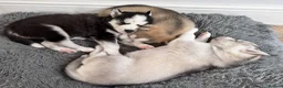 Siberian Husky dogs for sale: Pure Siberian Huskies 3 Puppies - Advert 4