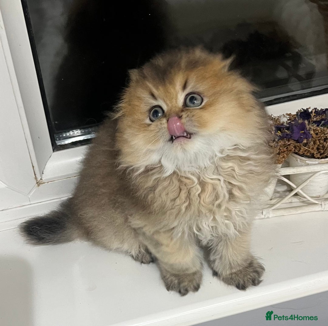 Scottish Fold cats for sale: Pedigree cutest SFLH kittens   - Advert 14