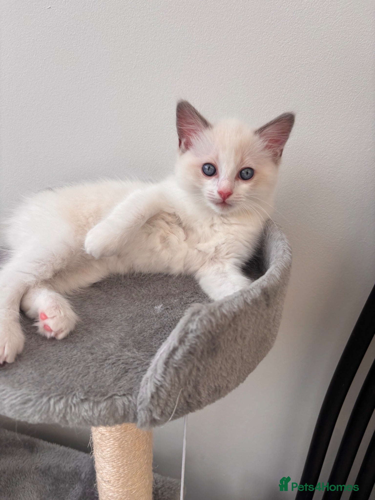 Ragdoll cats Pure Bred Ragdoll Kittens- Boy available  - Advert 4