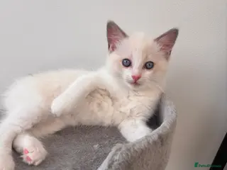 Ragdoll cats Pure Bred Ragdoll Kittens- Boy available - Advert 4