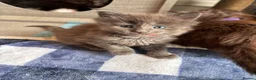 Maine Coon cats for sale: Council licensed TICA Maine Coon kittens - Advert 11