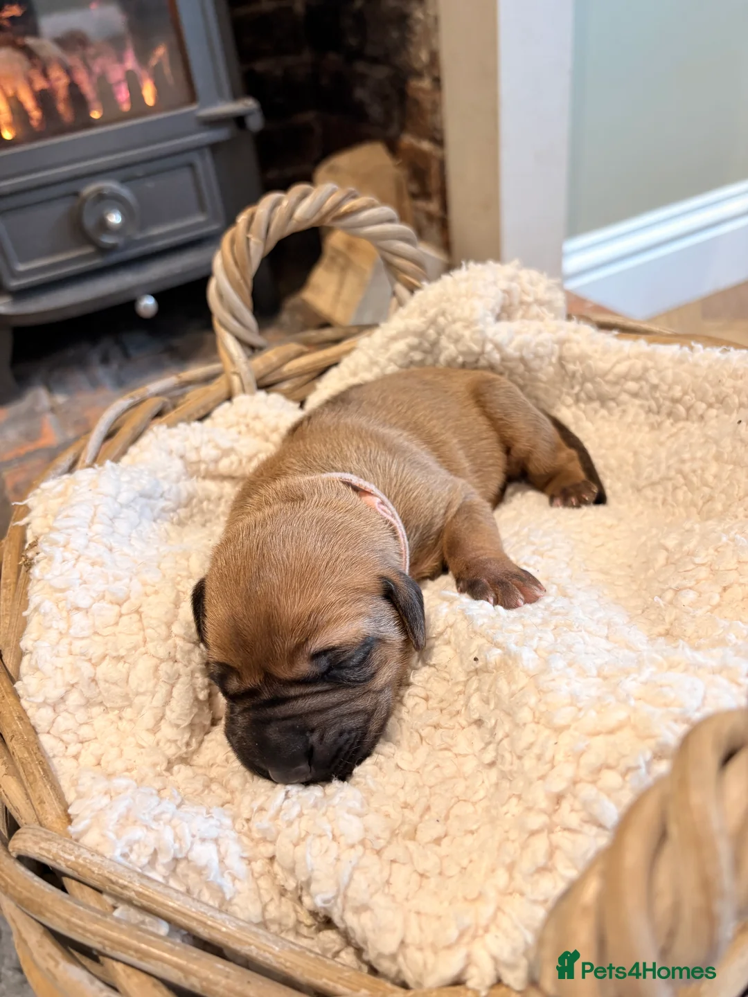 Rhodesian Ridgeback dogs for sale: Premium KC Registered Rhodesian Ridgeback Puppies  - Advert 14