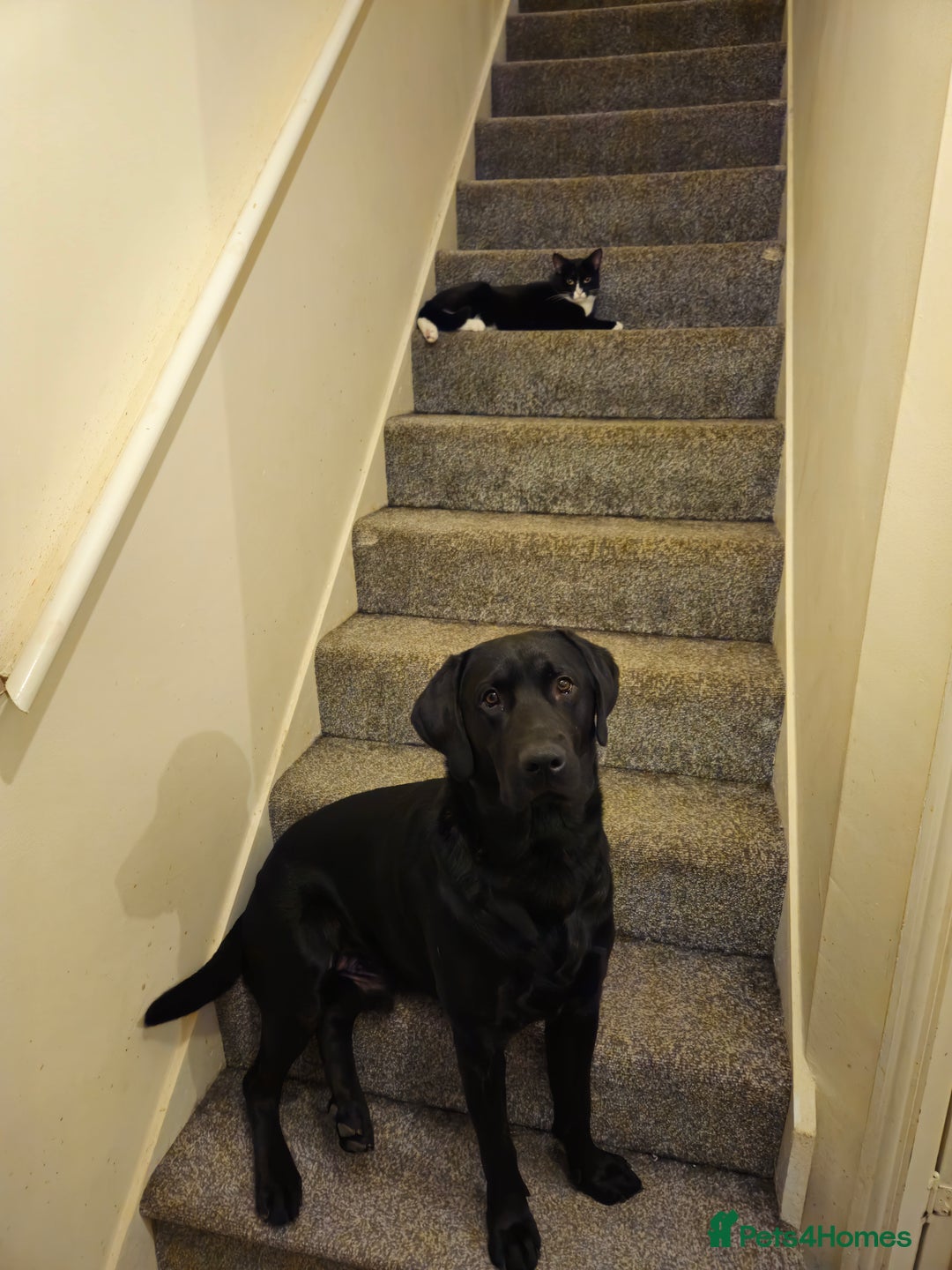 Labrador Retriever dogs for sale: KC Labrador Retriever Hooch - Advert 7