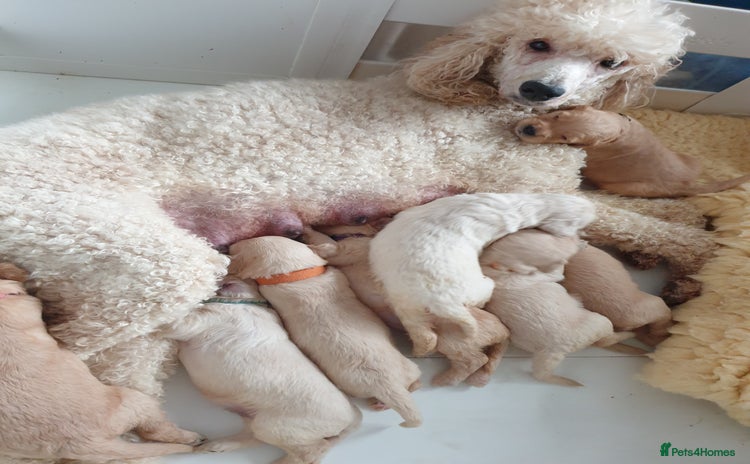 Goldendoodle dogs - Advert 2