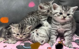 British Shorthair cats for sale: GCCF Reg BSH Silver Tabby & Spotted kittens - Advert 11