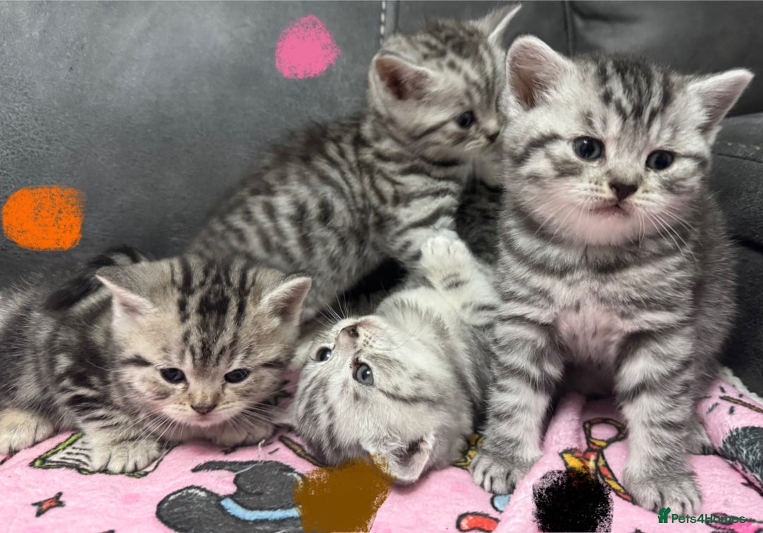 British Shorthair cats for sale: GCCF Reg BSH Silver Tabby & Spotted kittens - Advert 11