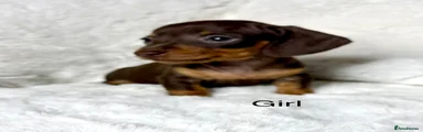 Miniature Dachshund 6