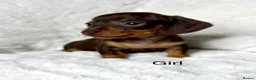 Miniature Dachshund dogs for sale: KC Reg Miniature Dachshund Puppies  in Sheffield - Advert 7