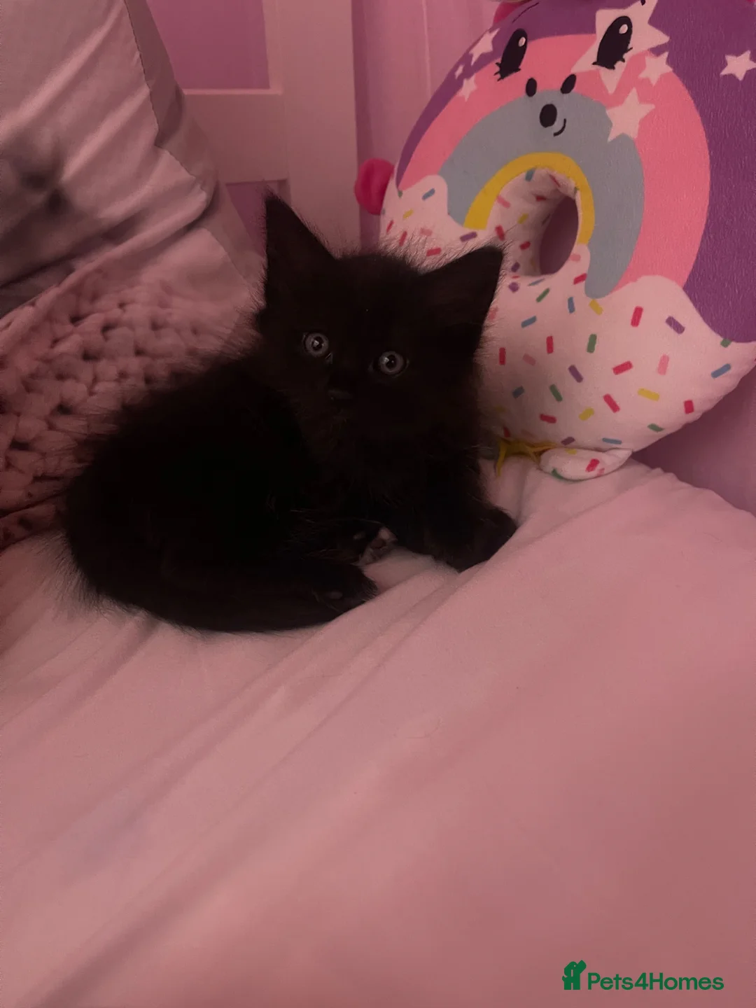 Mixed Breed cats for sale: Our Little Treasures Are Looking for a Home 💕” in Henfield - Advert 2