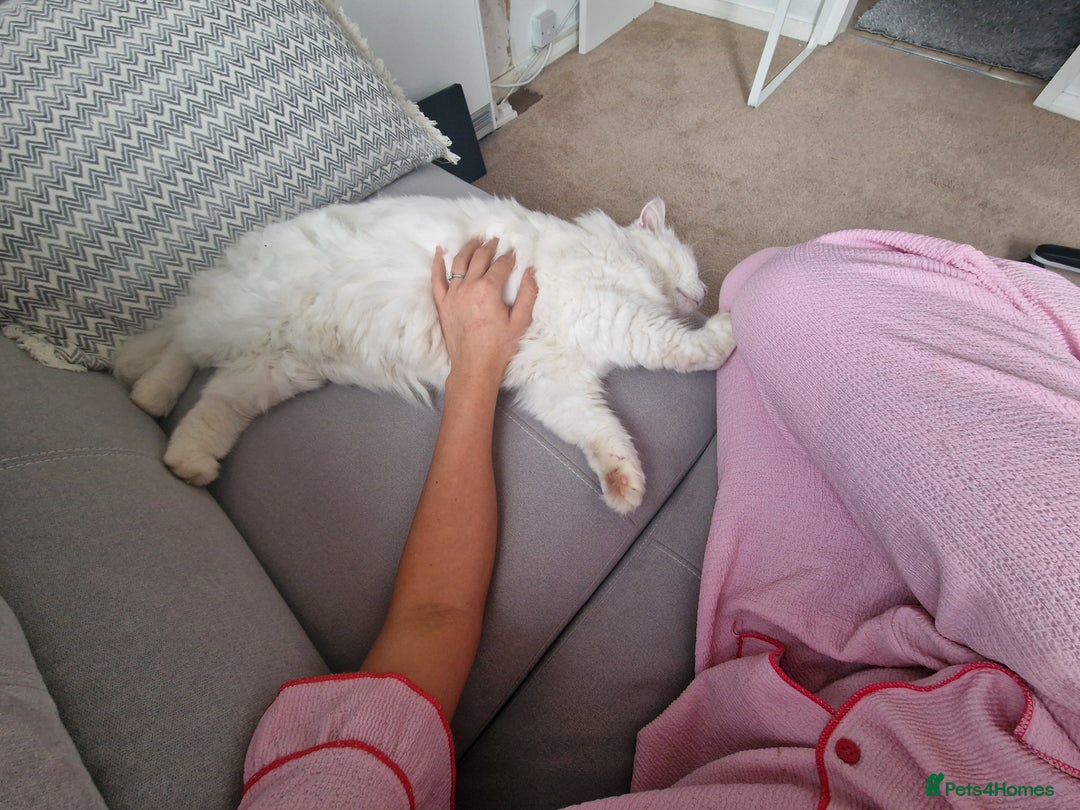 Mixed Breed cats for sale: Adult Female looking for a new home - Advert 3