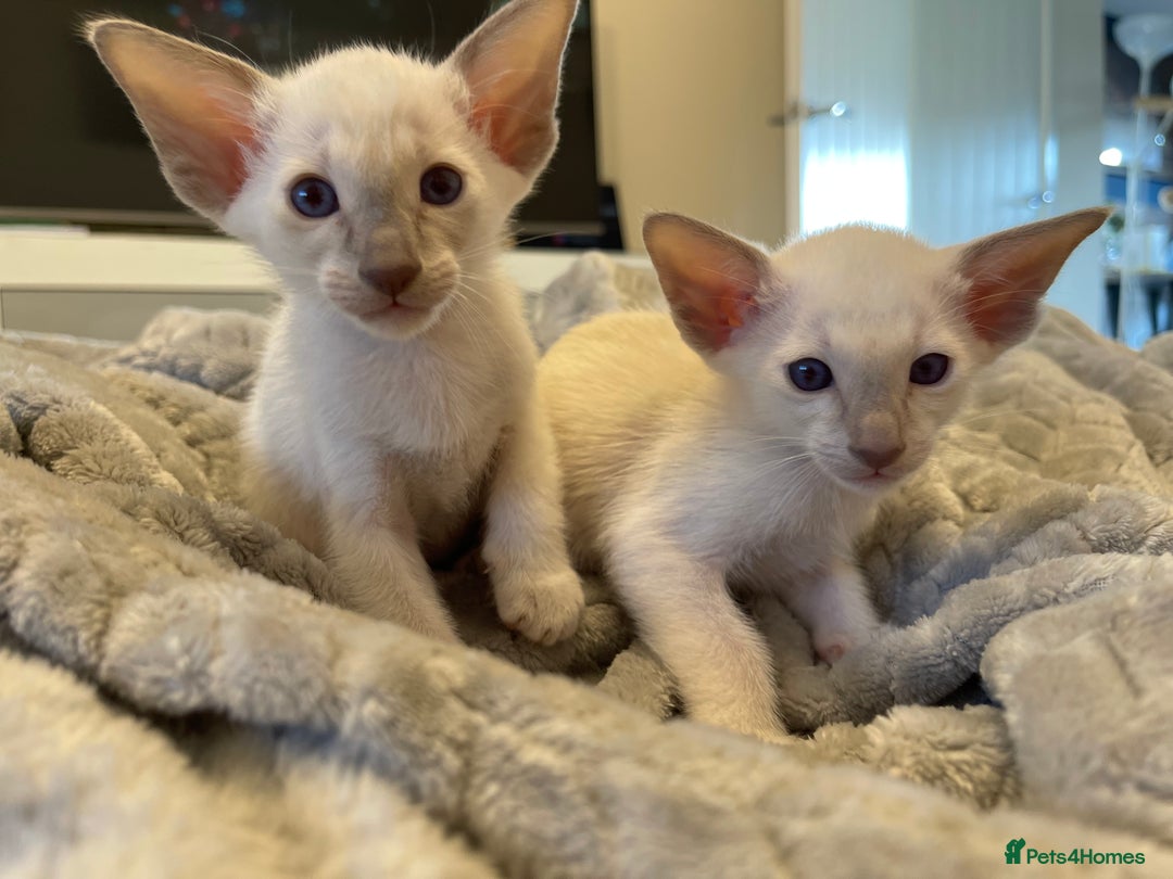 Siamese cats for sale: Lovely Siamese kittens🩵 in Leeds - Image 2