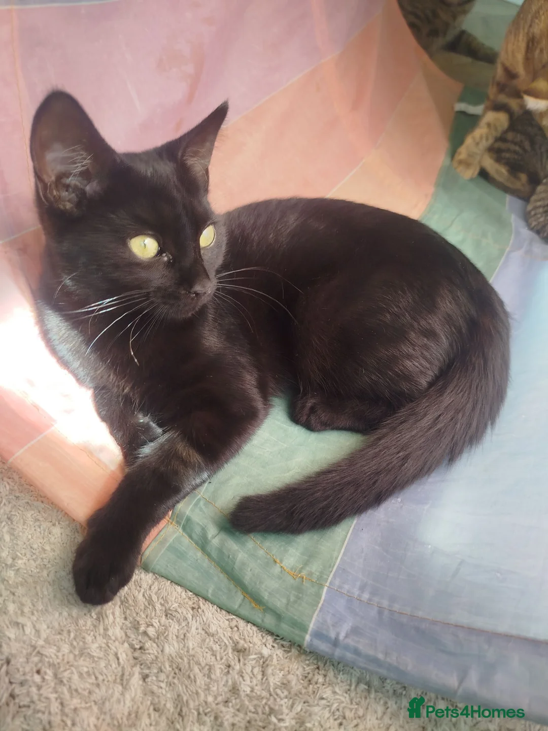Mixed Breed cats for sale: Kittens ready for homes  in Blackpool - Advert 2