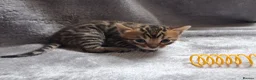 Bengal cats for sale: Traditional brown Bengal - Advert 6