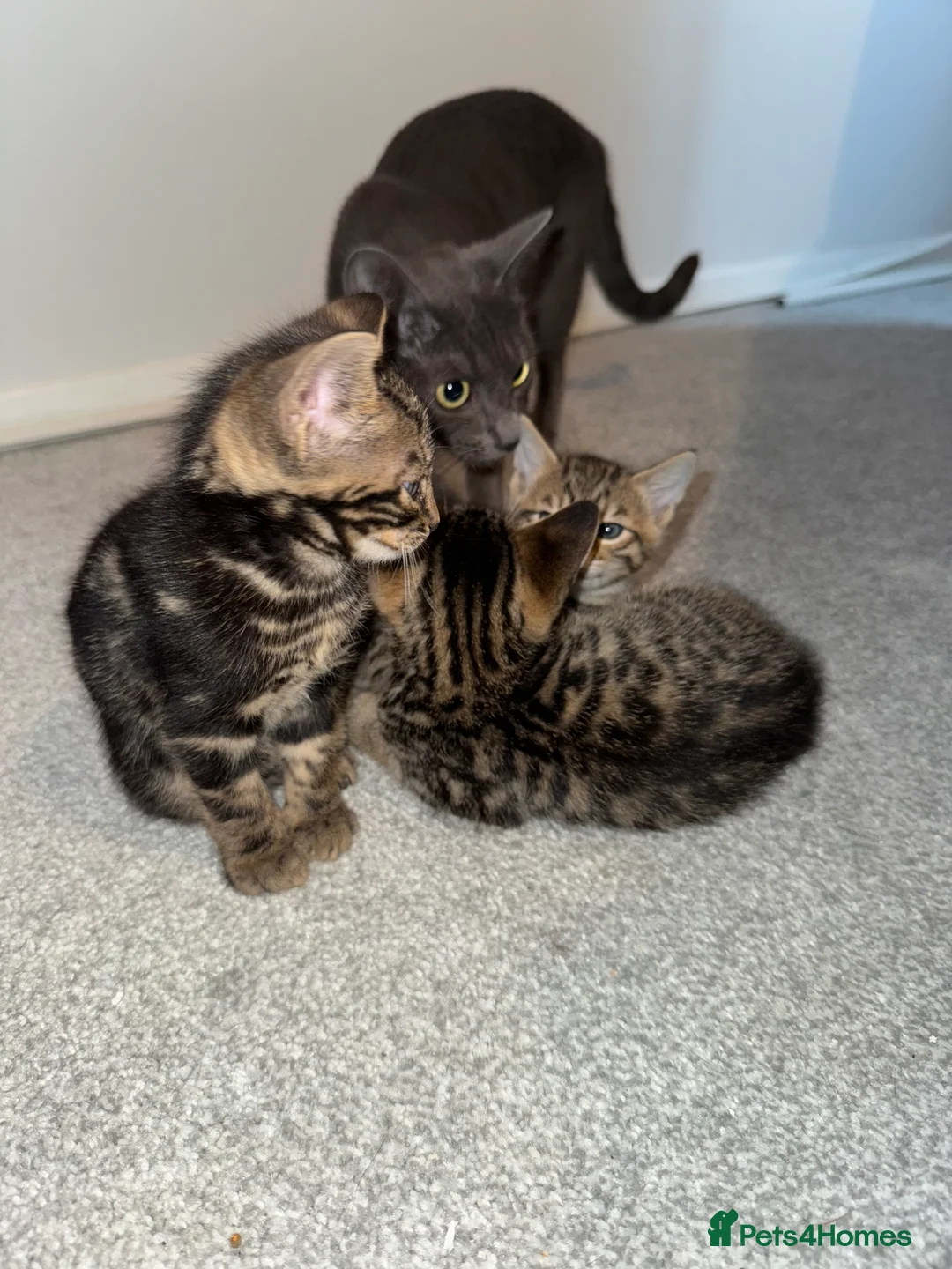 Mixed Breed cats for sale: TICA Registered Bengal x Russian Blue Kittens - Advert 22