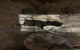 British Shorthair cats for sale: GCCF BSH Beautiful Kittens  - Image 8