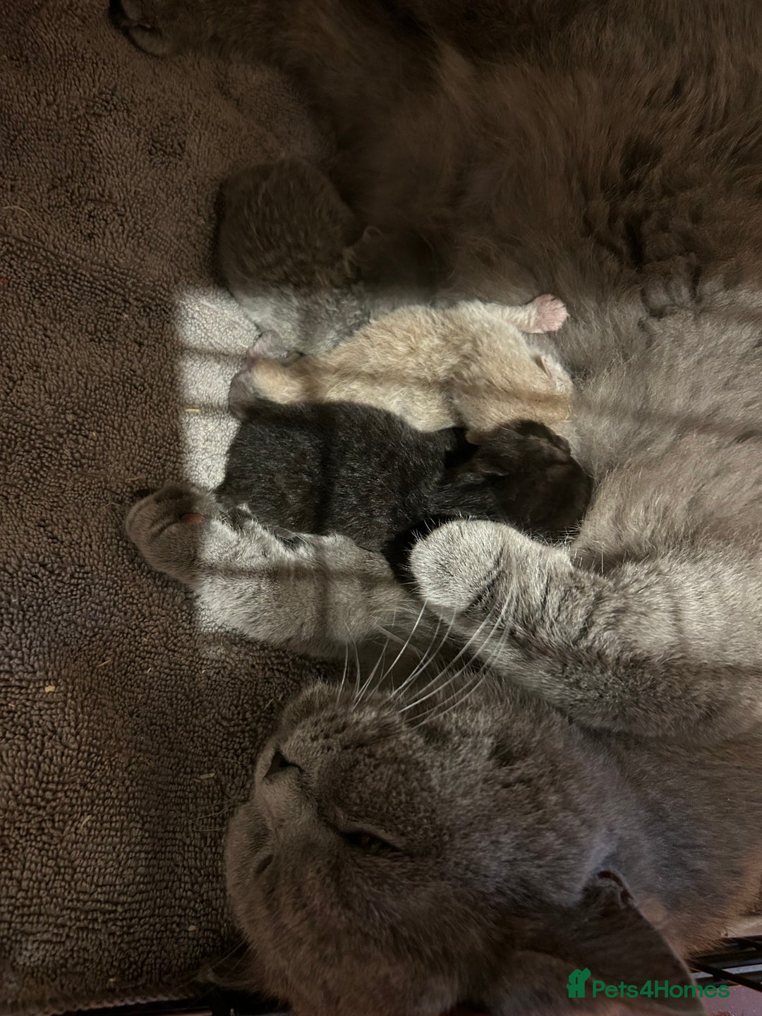 British Shorthair cats for sale: GCCF BSH Beautiful Kittens  - Image 8