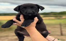 Borador dogs for sale: Beautiful intelligent Borderdors for sale  - Image 8