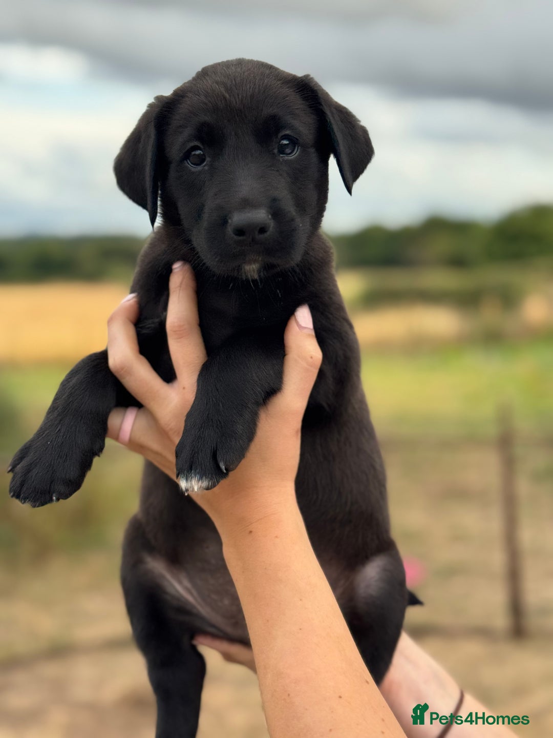 Borador dogs for sale: Beautiful intelligent Borderdors for sale  - Image 8