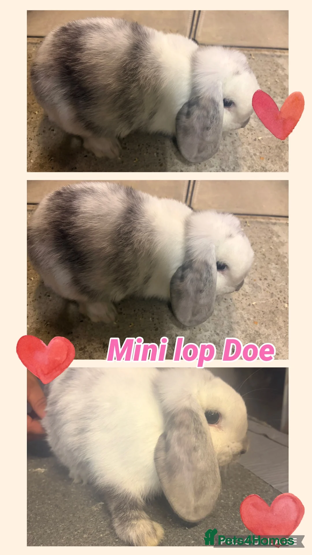 Mini Lop rabbits for sale: Mini lop doe’s  - Advert 1