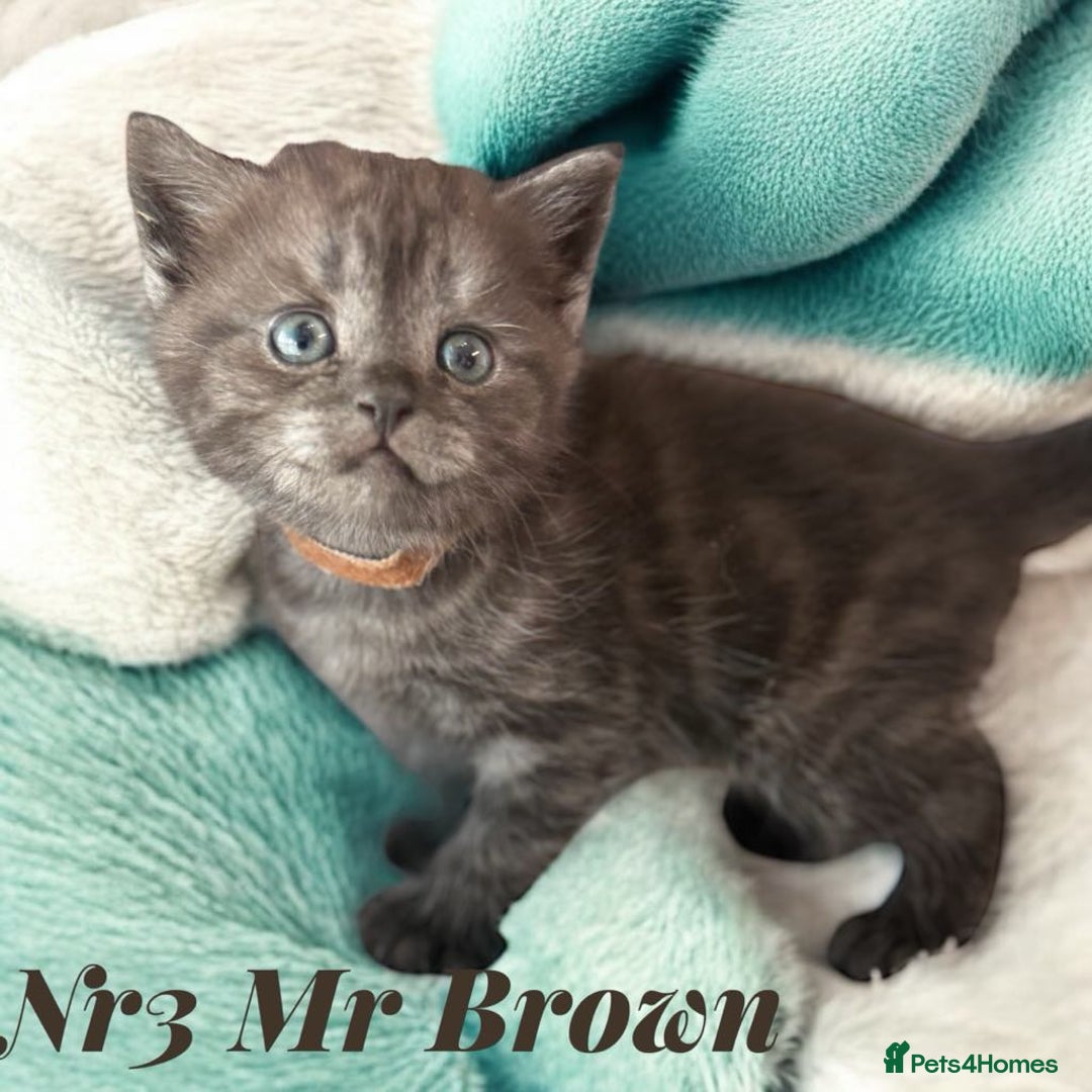 Scottish Fold cats for sale: 5 Full Pedigree Scottish Fold/Straight Kitens - Image 22