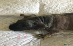 Guinea Pig rodents for sale:  skinny pigs  in Lewes - Image 16