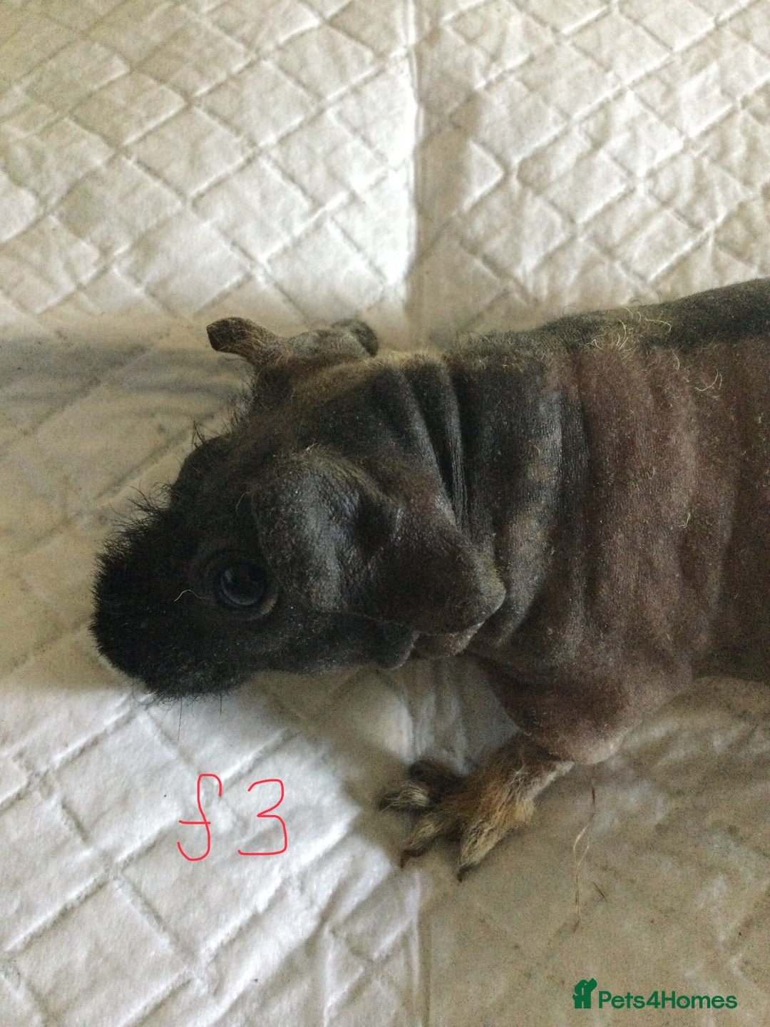 Guinea Pig rodents for sale:  skinny pigs  in Lewes - Image 16