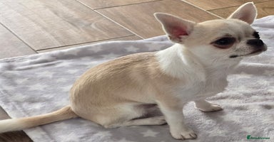 Chihuahua dogs - Advert 1