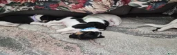 Jack Russell dogs for sale: Pure Jack russel tri colour boy puppies.  - Advert 11