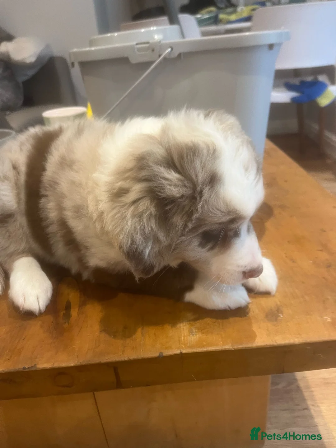 Border Collie dogs for stud: *proven* health tested working merle border collie in Leeds - Advert 38