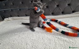 Ragdoll cats for sale: Kittens ready now! - Image 10