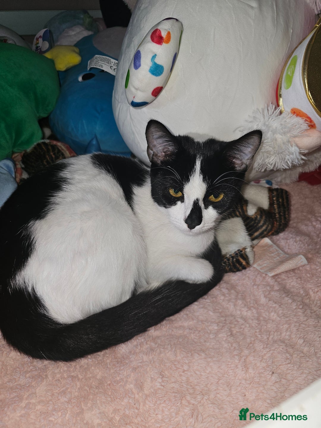 Domestic Shorthair cats for sale: Female Kitten  - Image 2