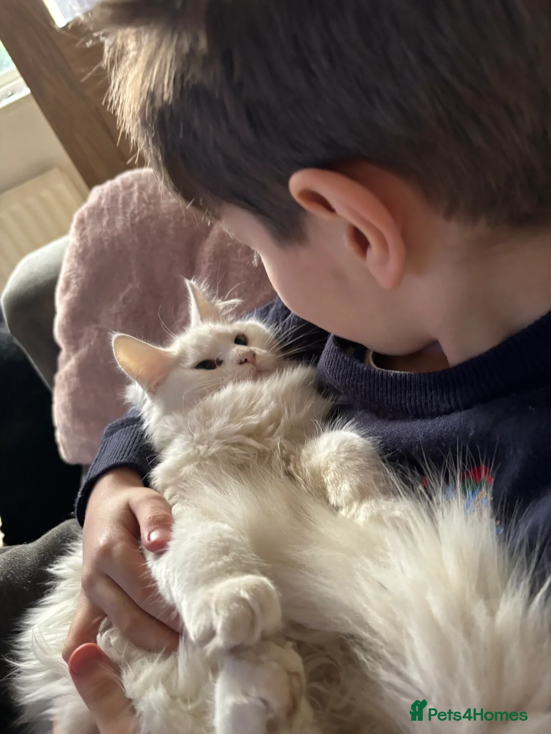 Maine Coon cats for sale: HUGE and BEAUTIFUL rare Maine coon kittens  - Advert 3