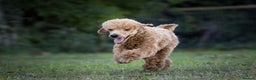 Toy Poodle dogs for stud: Kc registered toy poodle in Wisbech - Advert 2