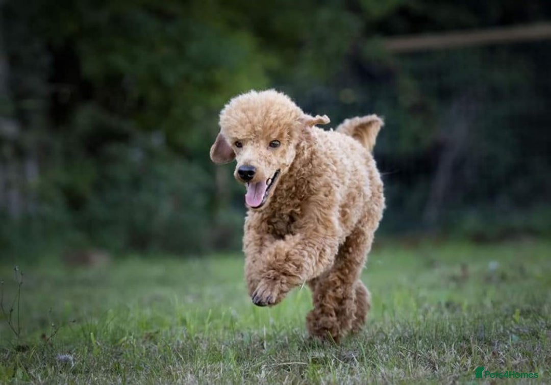 Toy Poodle dogs for stud: Kc registered toy poodle in Wisbech - Image 2