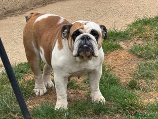 English Bulldog dogs - Advert 6