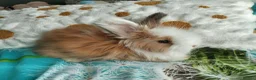 Angora rabbits for sale: English Full Face Angora Bunnies - Advert 5