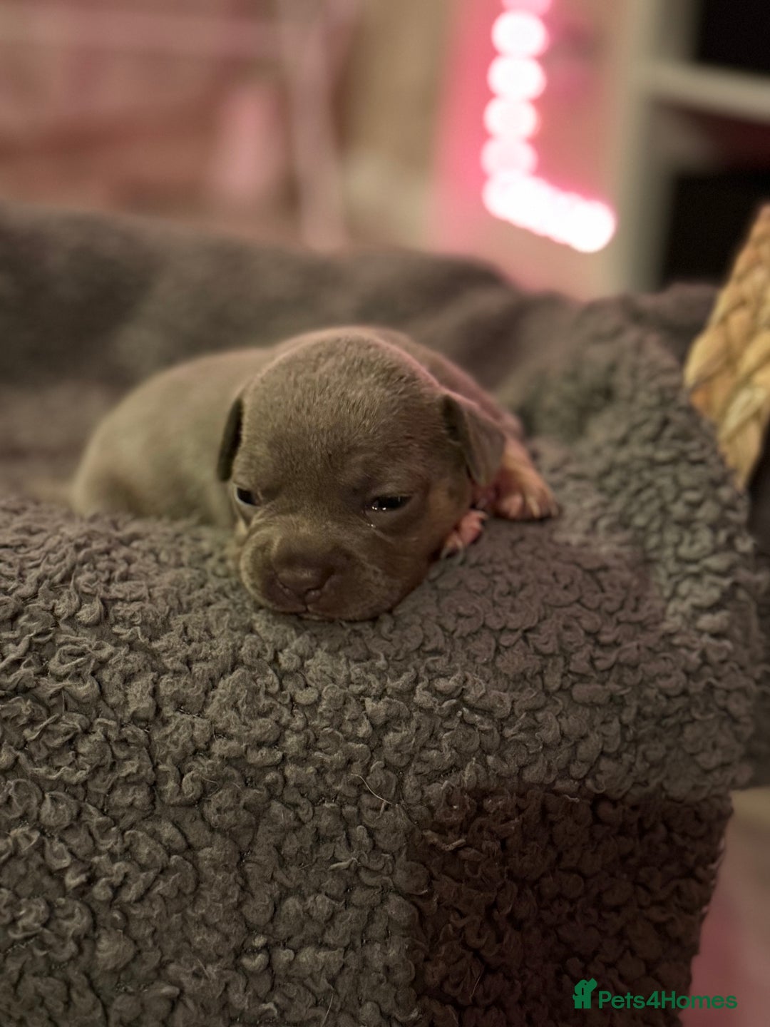 Mixed Breed dogs for sale: French bulldog cross  - Image 5