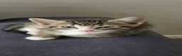 British Longhair cats for sale: 2 beautiful longhair kittens for sale - Advert 6