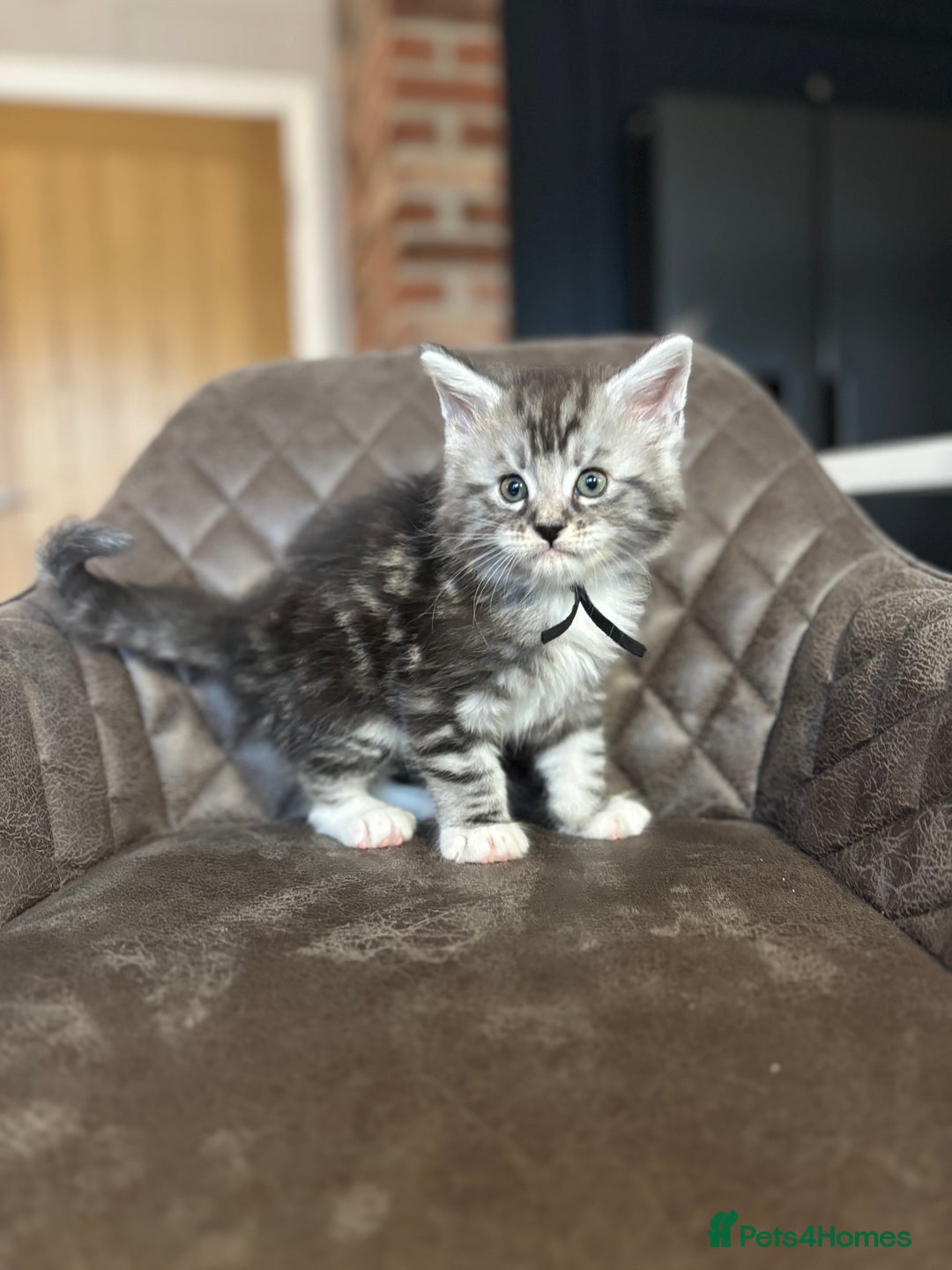 Maine Coon cats for sale: Maine Coon Kittens - Ready early Feb - Advert 2
