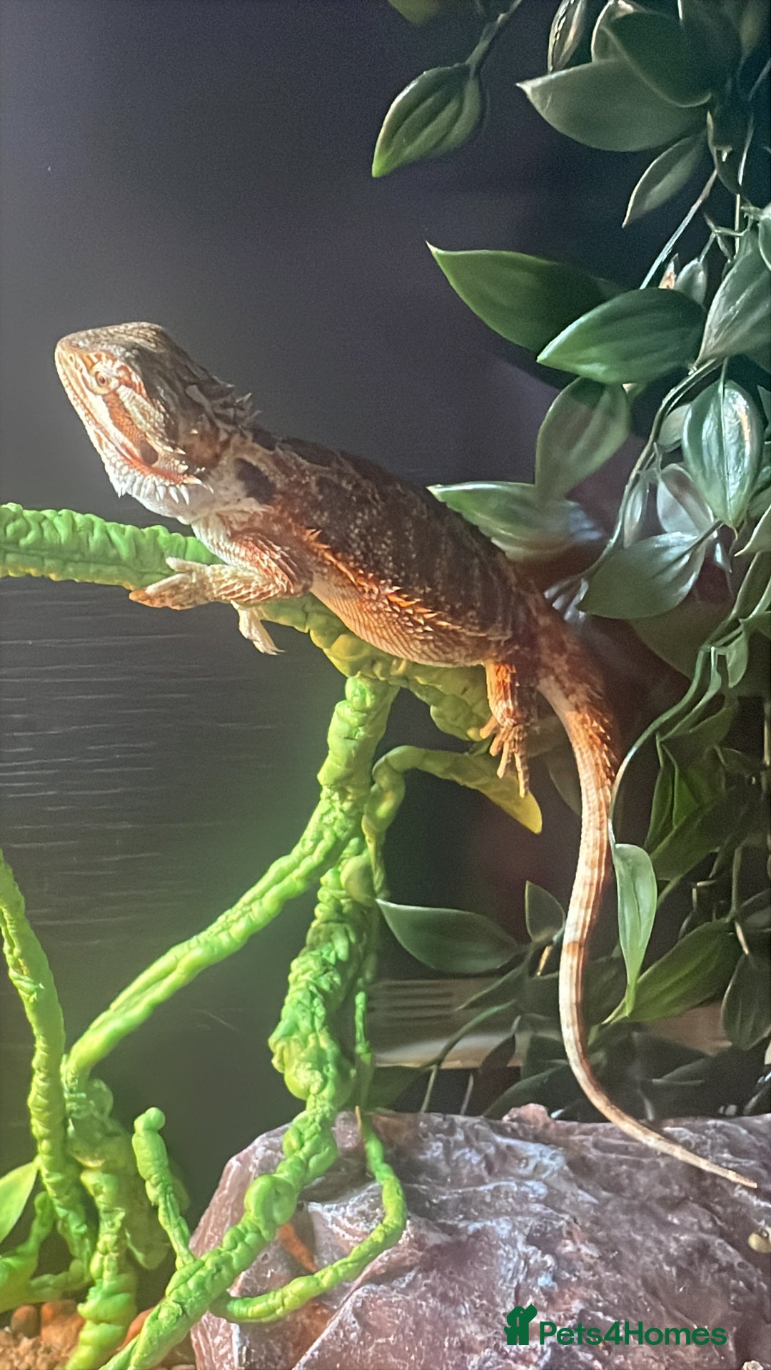 Bearded Dragon reptiles for sale: Bearded dragon  - Advert 9