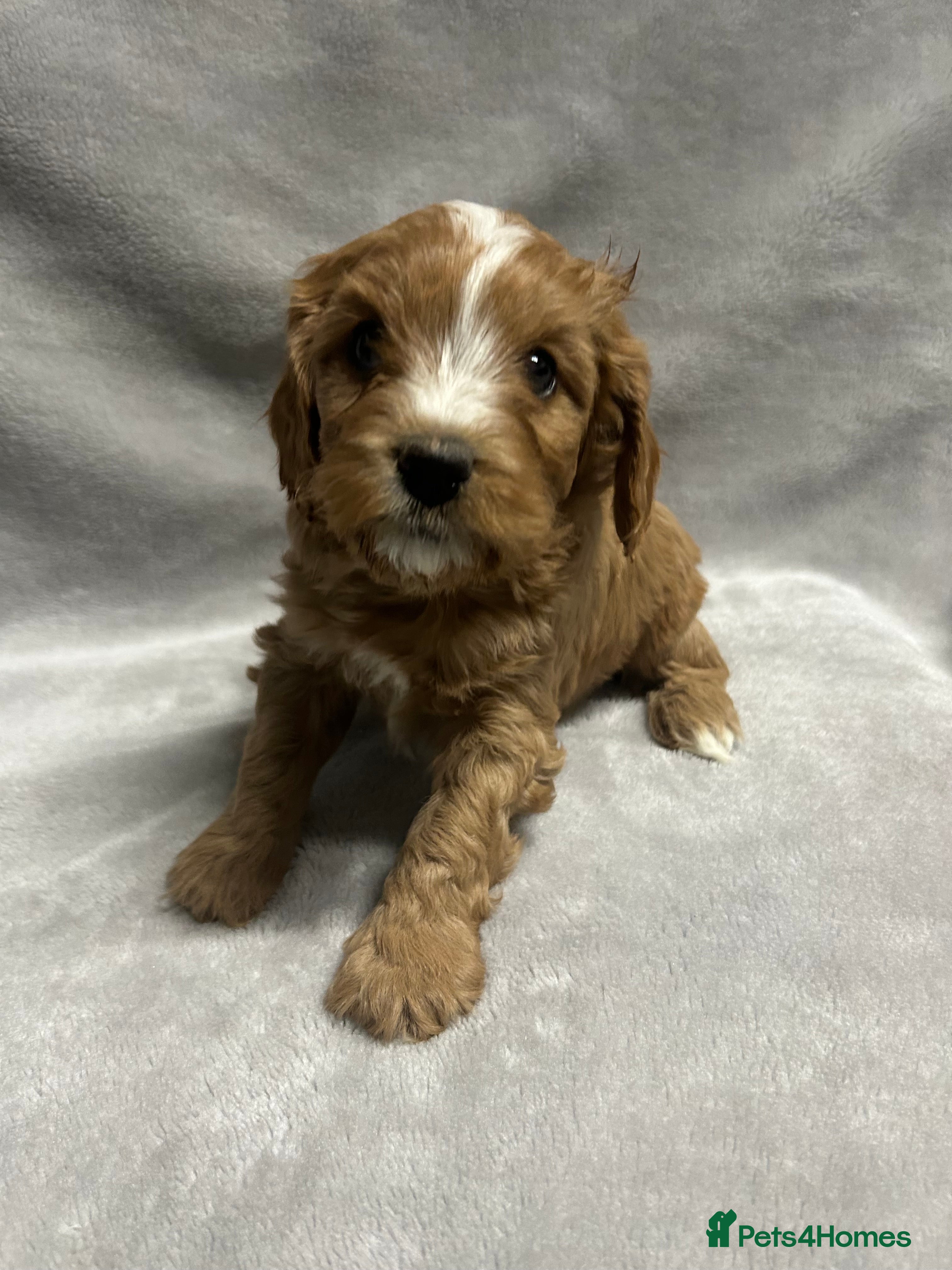 Cavapoochon dogs Gorgeous red male Cavapoochon 🐶 - Advert 4