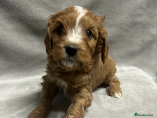 Cavapoochon dogs Gorgeous red male Cavapoochon 🐶 - Advert 4