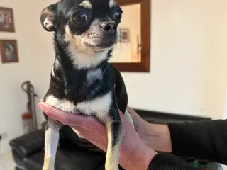 Chihuahua dogs Two beautiful chihuahua puppys - Advert 1