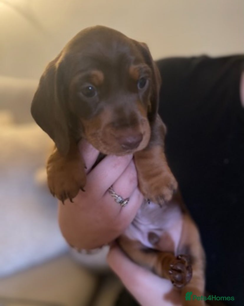 Dachshund dogs Miniature dachshund puppies Smooth haired  - Advert 2