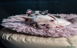 French Bulldog dogs for sale: 2 🟪 French bulldog mums carries fluffy‼️Ready now - Advert 34