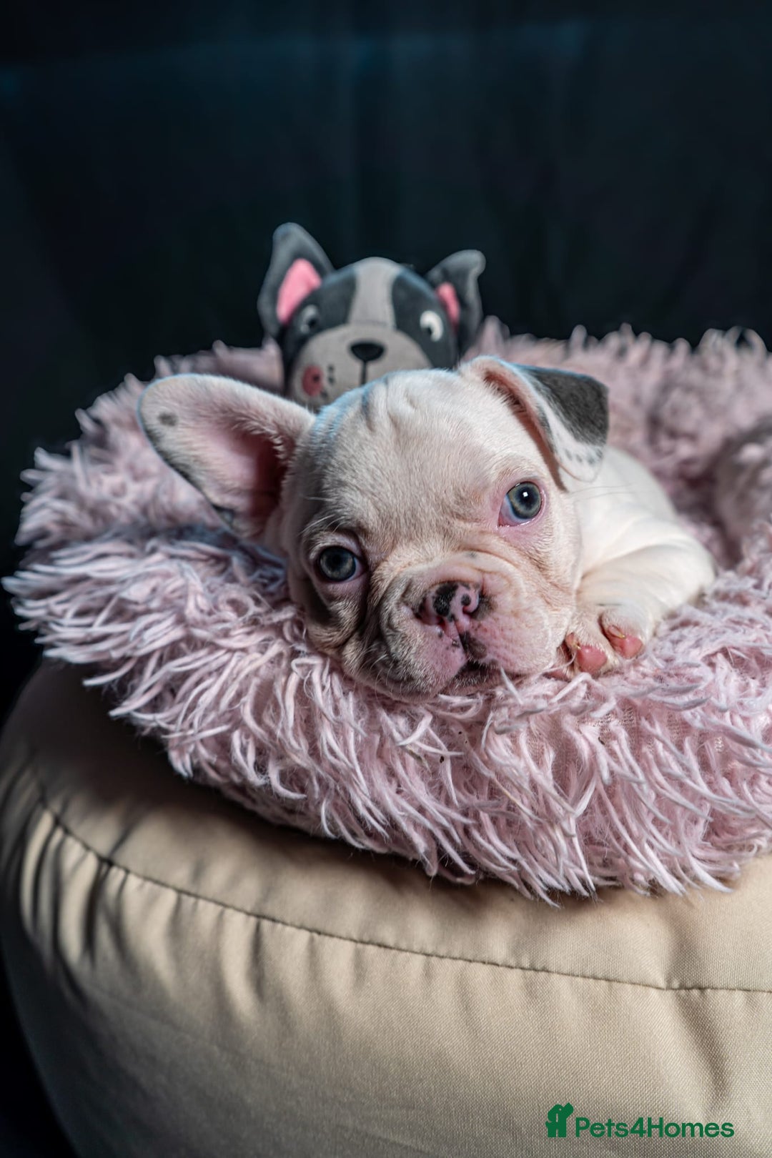 French Bulldog dogs for sale: 2 🟪 French bulldog mums carries fluffy‼️Ready now - Advert 34