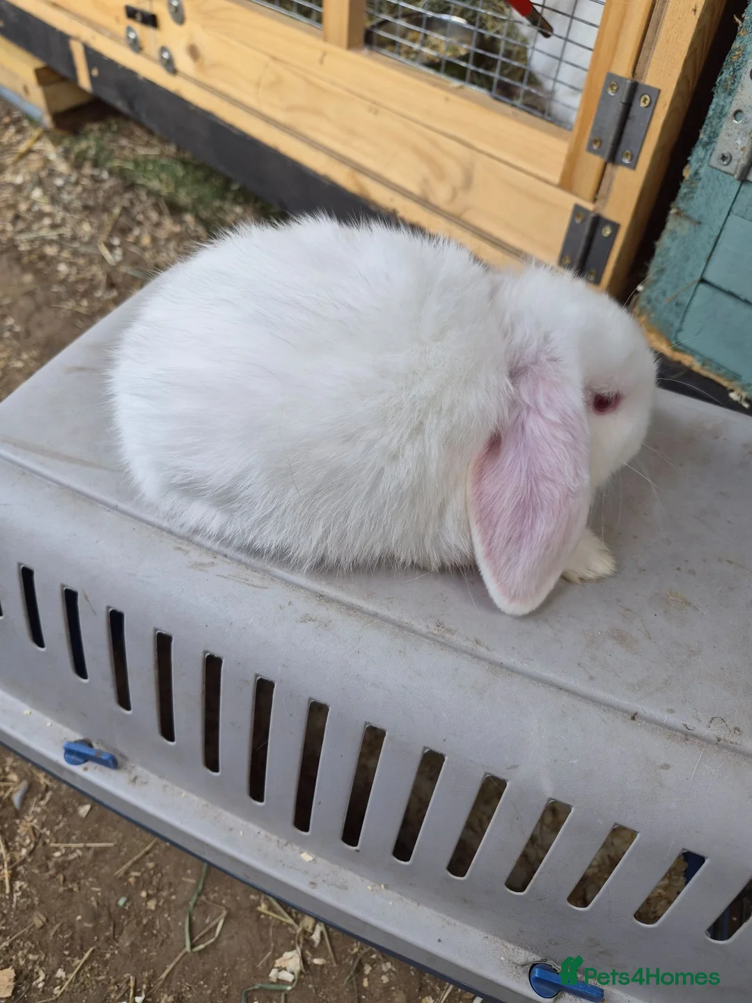 Dwarf Lop rabbits for sale: Dwarf lops - Advert 2