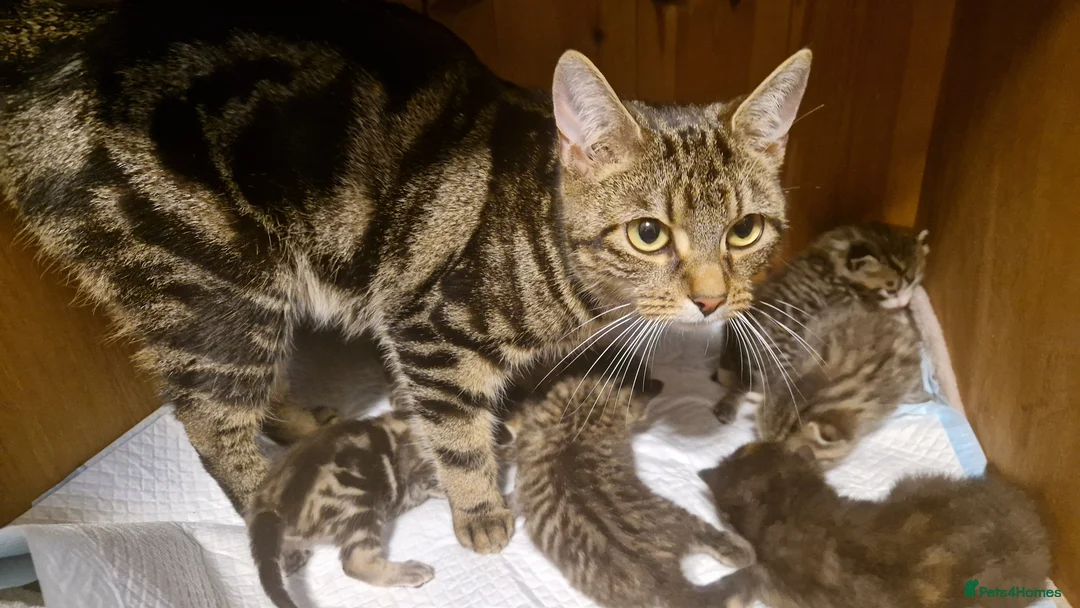 Mixed Breed cats for sale: Mixed breed bengal - Advert 16
